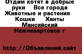 Отдам котят в добрые руки. - Все города Животные и растения » Кошки   . Ханты-Мансийский,Нижневартовск г.